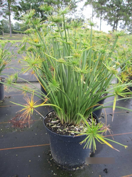 Cyperus papyrus Cleopatra - Zwergpapyrus Cleopatra